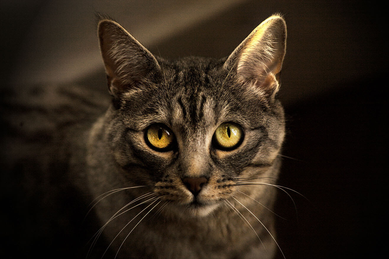 Tarif Photographe Animalier Ploërmel - Animaux, Chat, Chien, Cheval. Brocéliande Photographie
